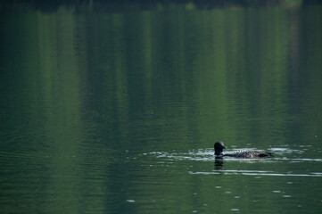A Loon Swimming and fishing on Days Lake