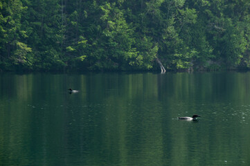 Loons Swimming and fishing on Days Lake