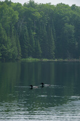 Loons Swimming and fishing on Days Lake