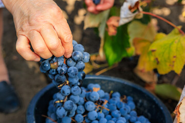 Harvesting grapes for wine production. Background with selective focus and copy space