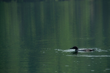 A Loon Swimming and fishing on Days Lake