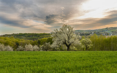 Coloring blooming tree against the background of the setting sun among the fields and hills of...