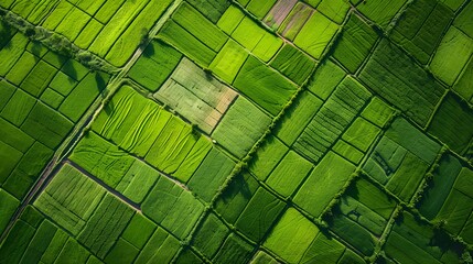 Aerial view of cultivated agricultural farming land with vivid green color