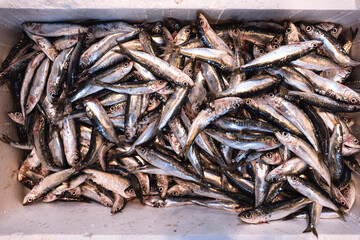 Seafood backdround. Fresh fish, sardines, freshly caught, on ice on the seafood market counter, in a crate. Set of fresh natural raw fish pattern. fish bottom texture. top view