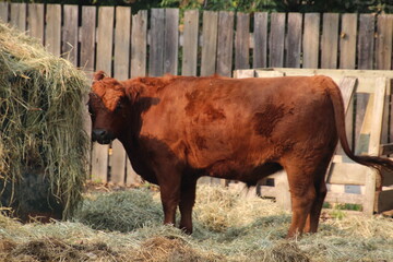 cow in a pasture, Fort Edmonton Park, Edmonton, Alberta