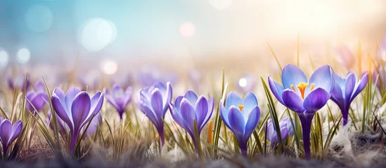 Foto op Canvas A cluster of vibrant purple spring crocus flowers standing out against the lush green grass in a sunny field. The bright blooms add a pop of color to the natural scenery. © AkuAku
