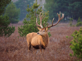 Hirsch in der Schönower heide