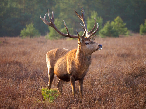 Hirsch in der Sch&ouml;nower heide