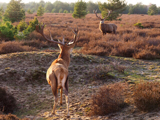 Hirsch in der Sch&ouml;nower heide