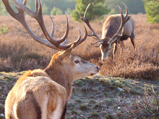 Hirsch in der Sch&ouml;nower heide