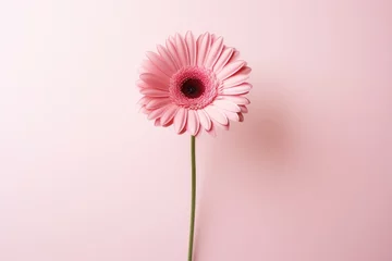 Gordijnen a pink flower with a long stem © sam