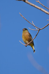 oriental green finch on a branch