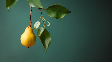Fresh pears full background top view