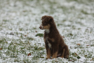 A brown dog is sitting in the snow - 749044984