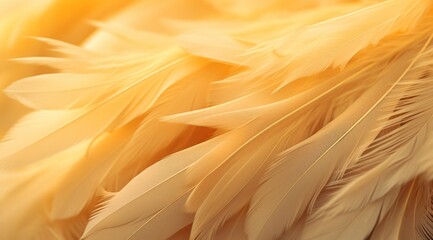 close up of feathers on a surface