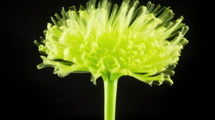 a close up of a flower