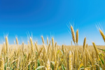 Obraz premium a field of wheat with blue sky