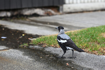 Rear view of a juvenile Australian magpie, as the bird looks at a small stream of water running along pavement