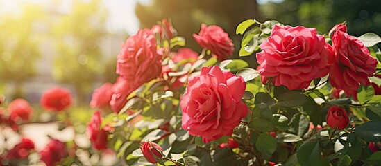 Obraz premium A bush of red roses with vibrant, blooming flowers, surrounded by lush green leaves in a garden setting. The bushes are well-maintained in a rural area, adding a touch of elegance and beauty to the