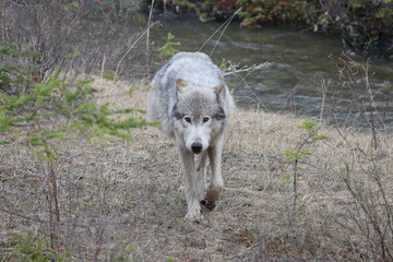 kootenay wolf