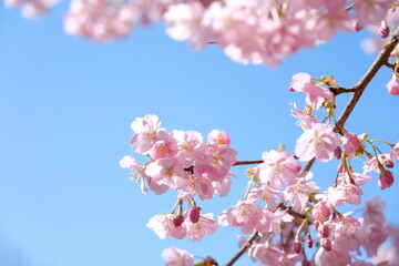 河津桜
