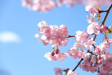 河津桜