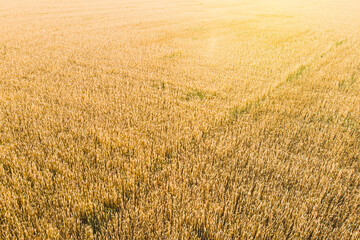 a field of wheat in ukraine photographed from a drone