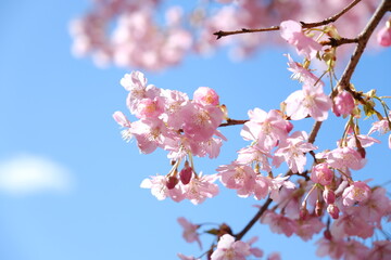 河津桜