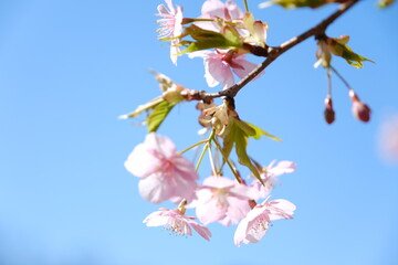 河津桜