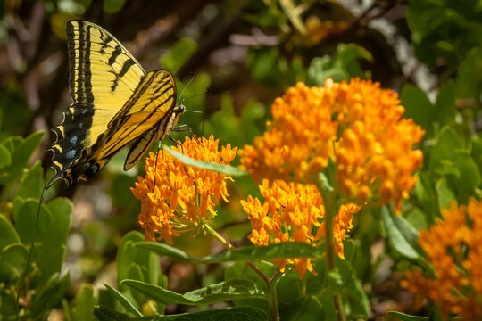 Tiger Swallowtail Butterfly Lands On Bright Orange Butterfly Milkweed