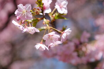河津桜