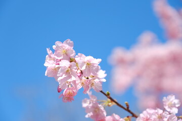 河津桜