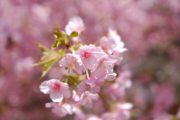 河津桜