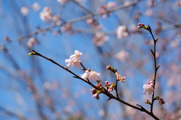 河津桜