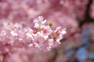 河津桜