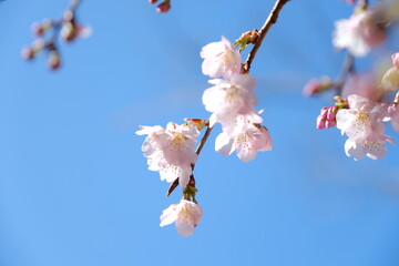 河津桜