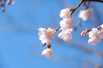 河津桜