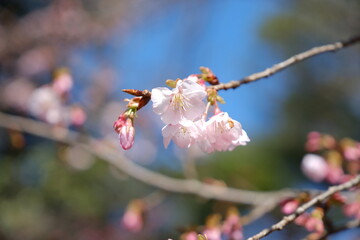 河津桜