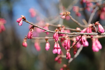 河津桜