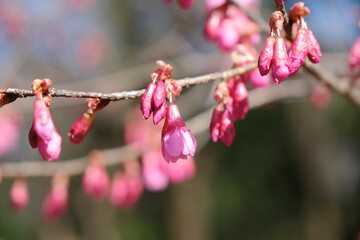 河津桜