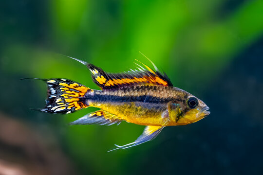 Apistogramma cacatuoides, cockatoo dwarf cichlid, South American cichlid, family Cichlidae, aquarium cichlid fish, Amazon river, Brasil, Peru