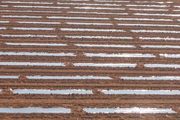 Rows of arable land prepared for sowing