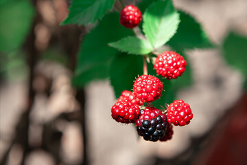 Ripe blackberries on a branch
