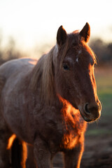 Horse in Field with Green Grass Sunshine Ears Pointed