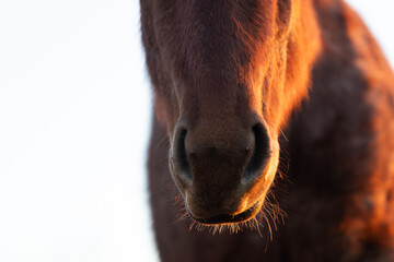 Close Up of Horse Nose and Whiskers in Sunshine