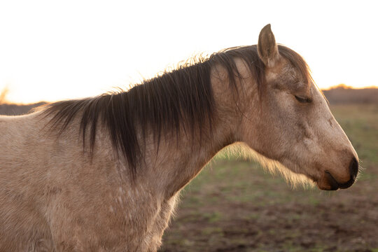 Black and Tan Buckskin Horse Relaxing with Eyes Closed and Sunshine