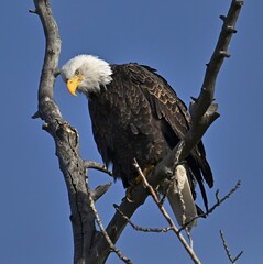 American bald eagle