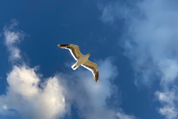 Soaring Gull