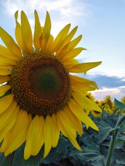 sunflower in the field
