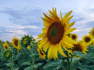 sunflower in the field
